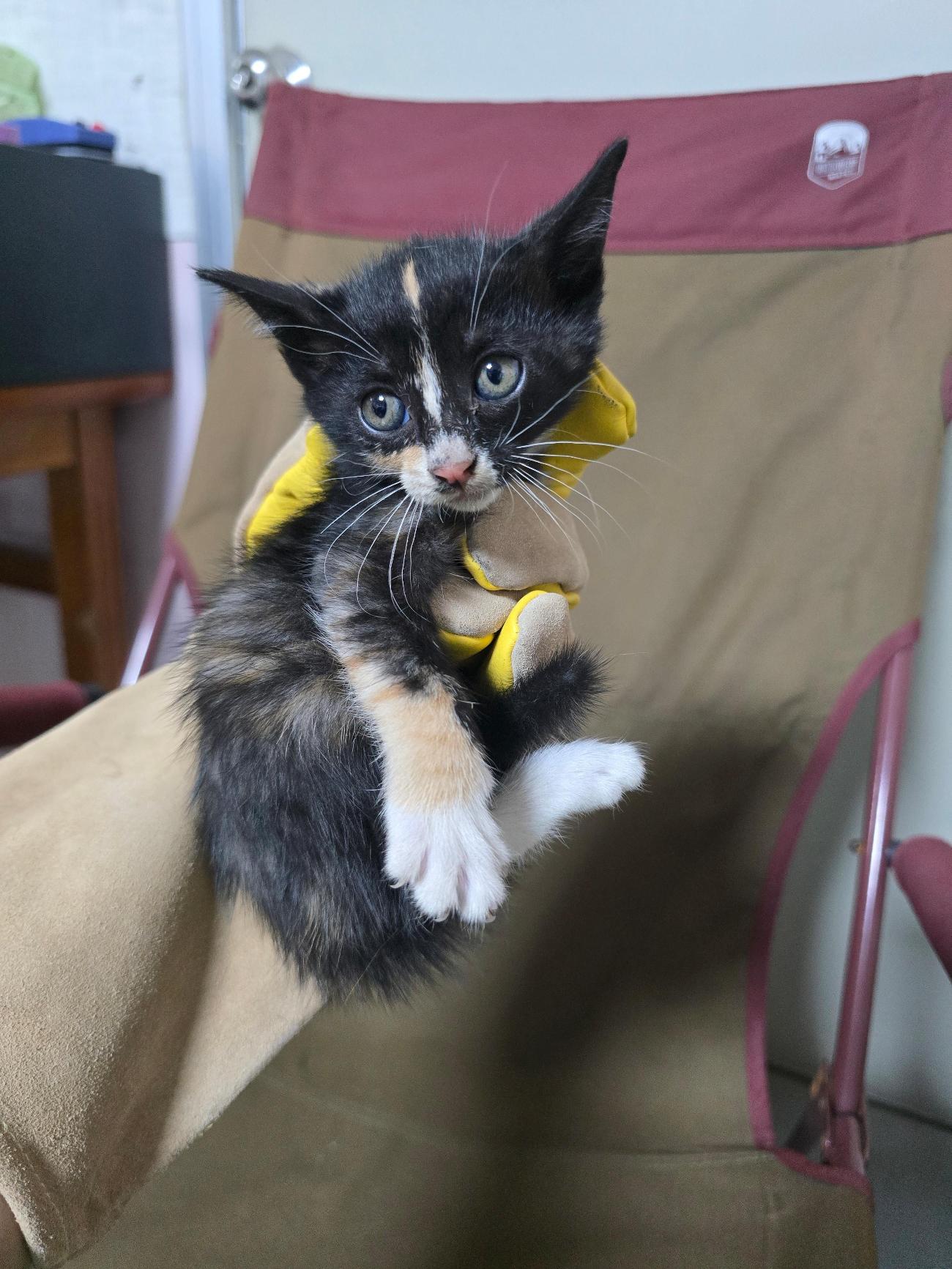 종료(입양) 한국 …